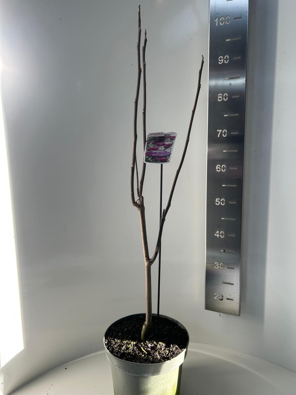 Magnolia soulangeana Black Tulip, D 23