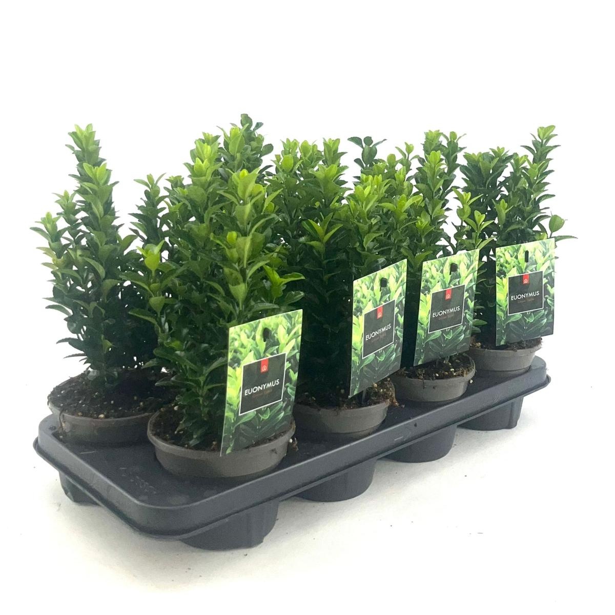 Euonymus jap. 'Green Spire', D 13