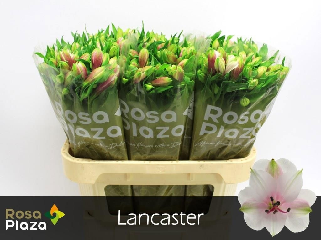 Альстромерия Ланкастер (бел.-роз.), шт.