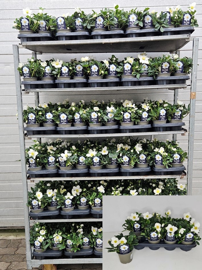 Helleborus Christmas Carol T12 L-Sortierung (1-3 offene Blüten, 5-8 Knospen) "Rose des Winters", D 12