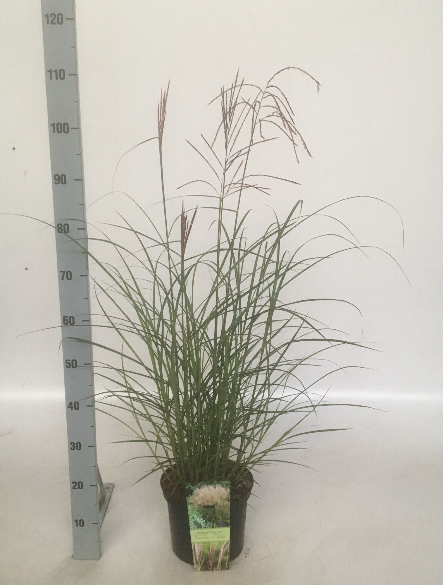 Gräser i.S. (Calamagrostis, Cortaderia, Imperata, Miscanthus, Pennisetum, Panicum), D 23