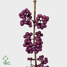 Калликарпа Бодиниери Профьюжн 40 (фиолет.), шт.