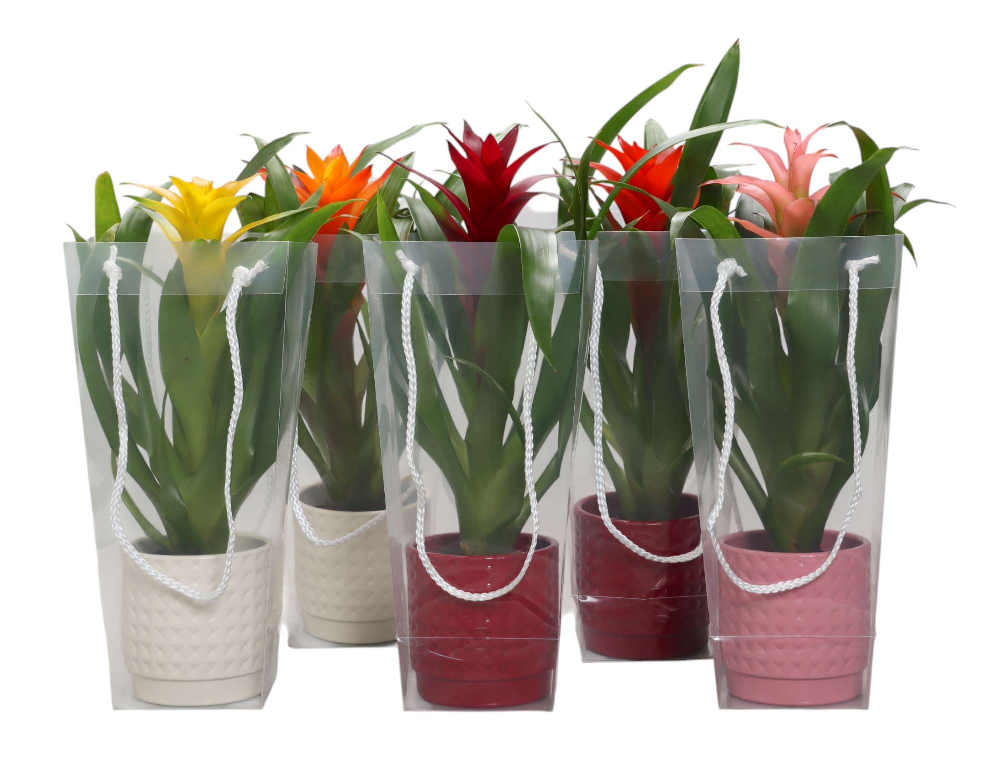 Guzmania gemengd in 3kl. ruit keramiek in blanco draagtas, D 10