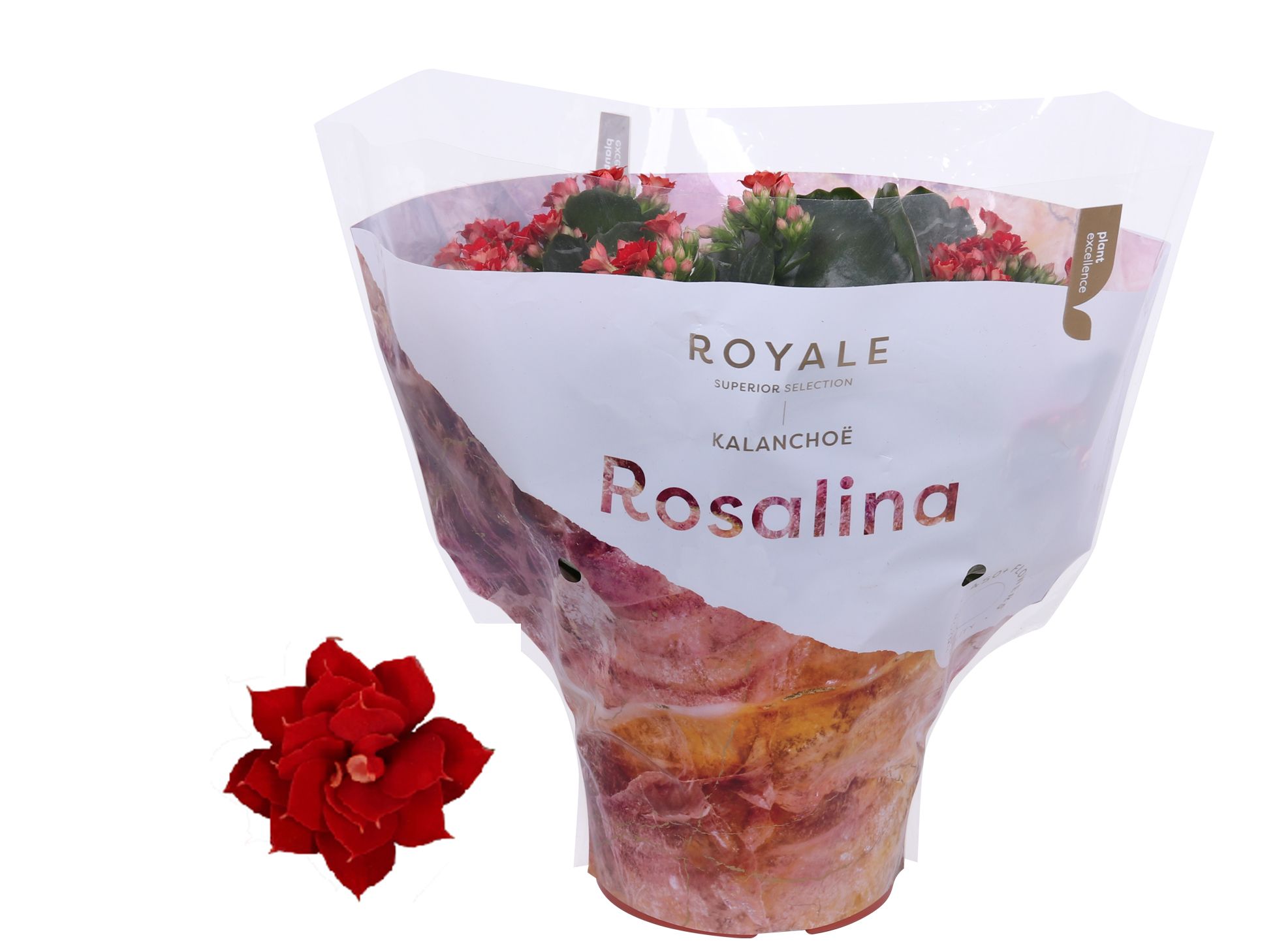Kalanchoe Rosalina 15cm Royale Justino rood, D 15