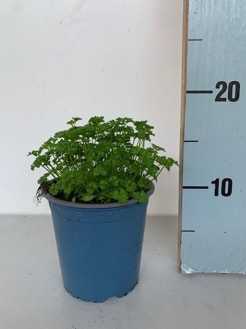 Bio Petersilie kraus Rohware, D 12 cm