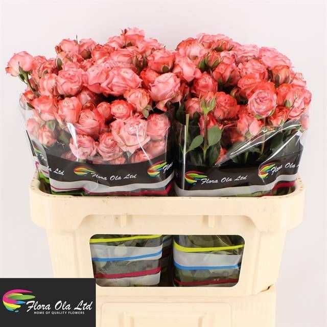 Роза куст. Эмейзин Мэджик 70, шт.