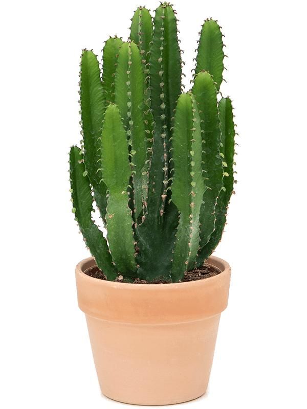 Euphorbia triangularis, D 16 cm