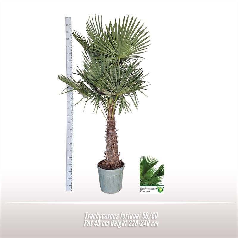 Trachycarpus fortunei 50/60, D 40