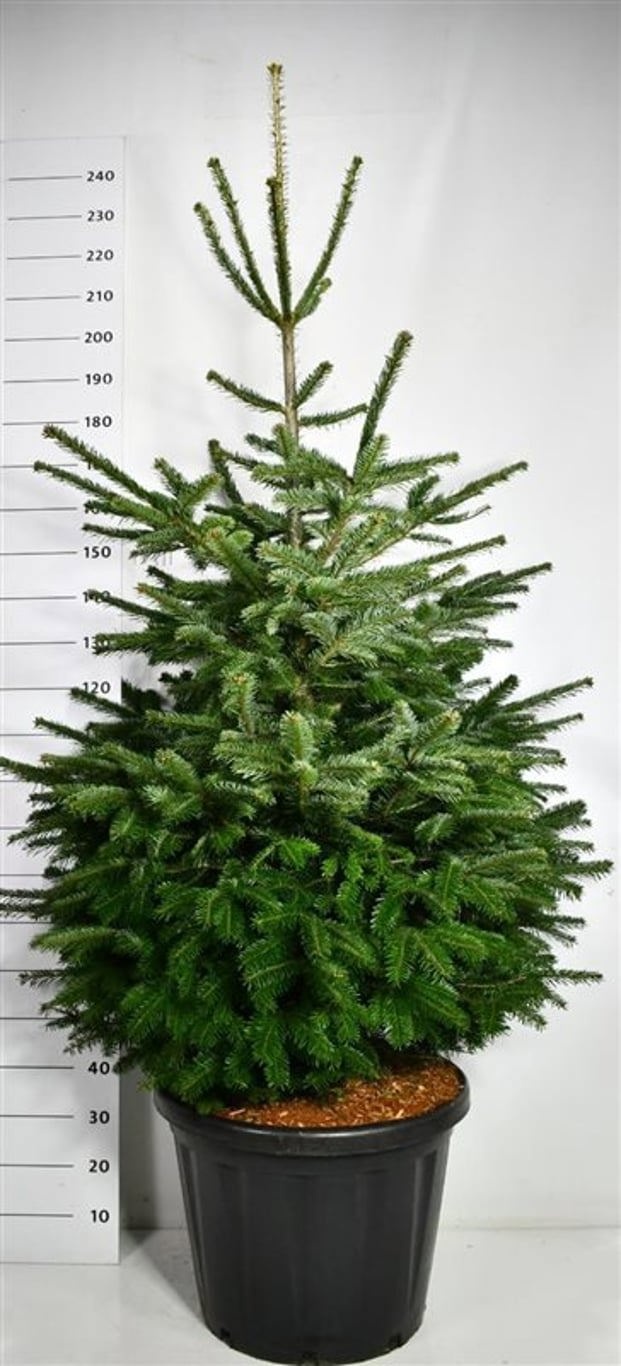 Abies nordmanniana, D 58