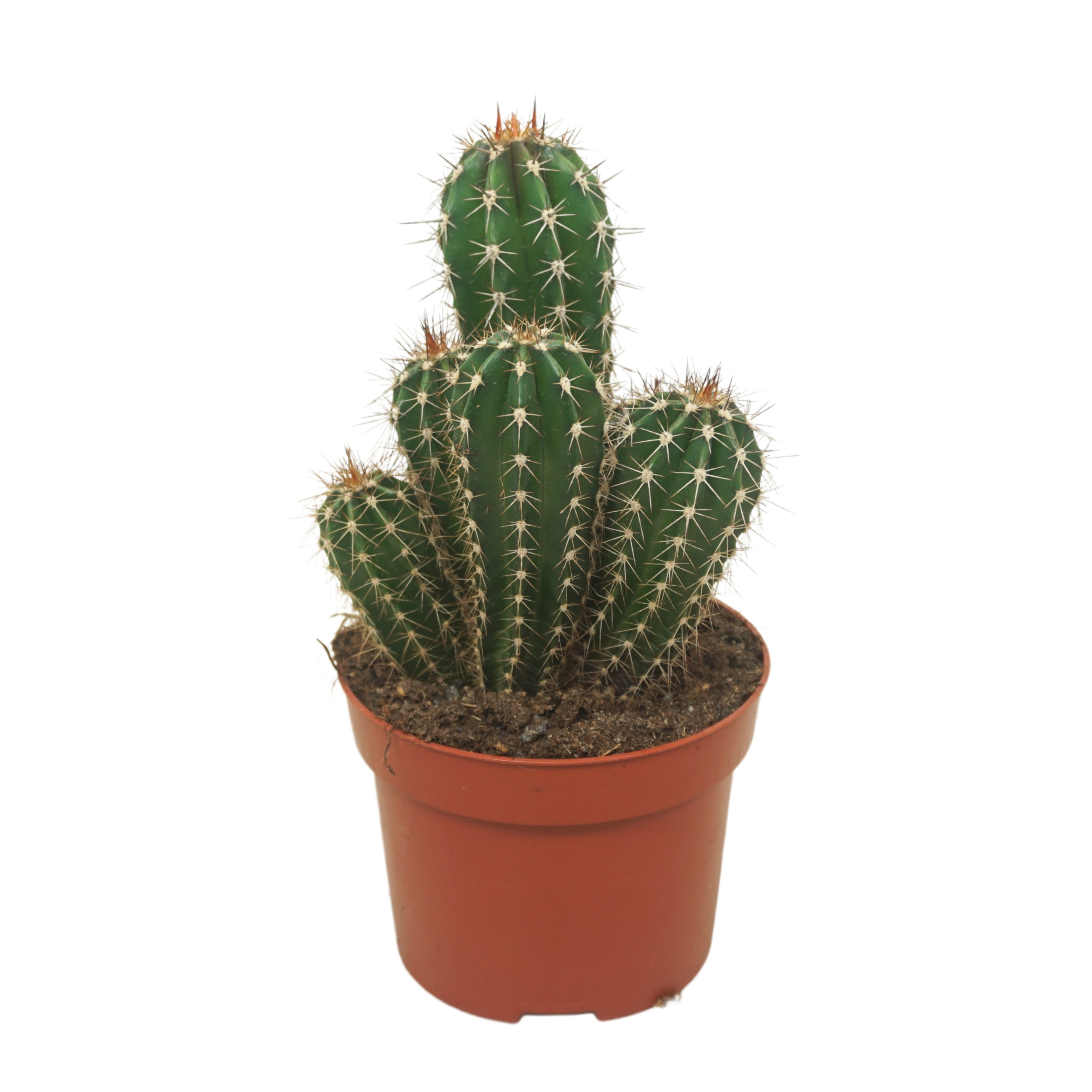 Pachycereus pecten-aboriginum 12 cm, D 12