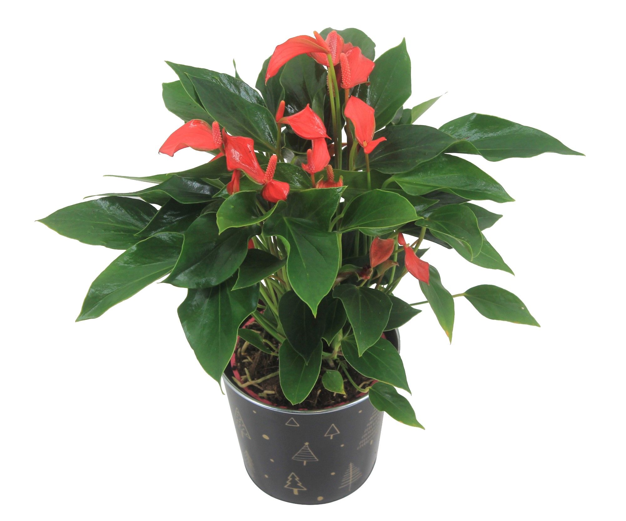 Anthurium XL.67 Trillions Red 12cm in zinken kerstpotje, D 12