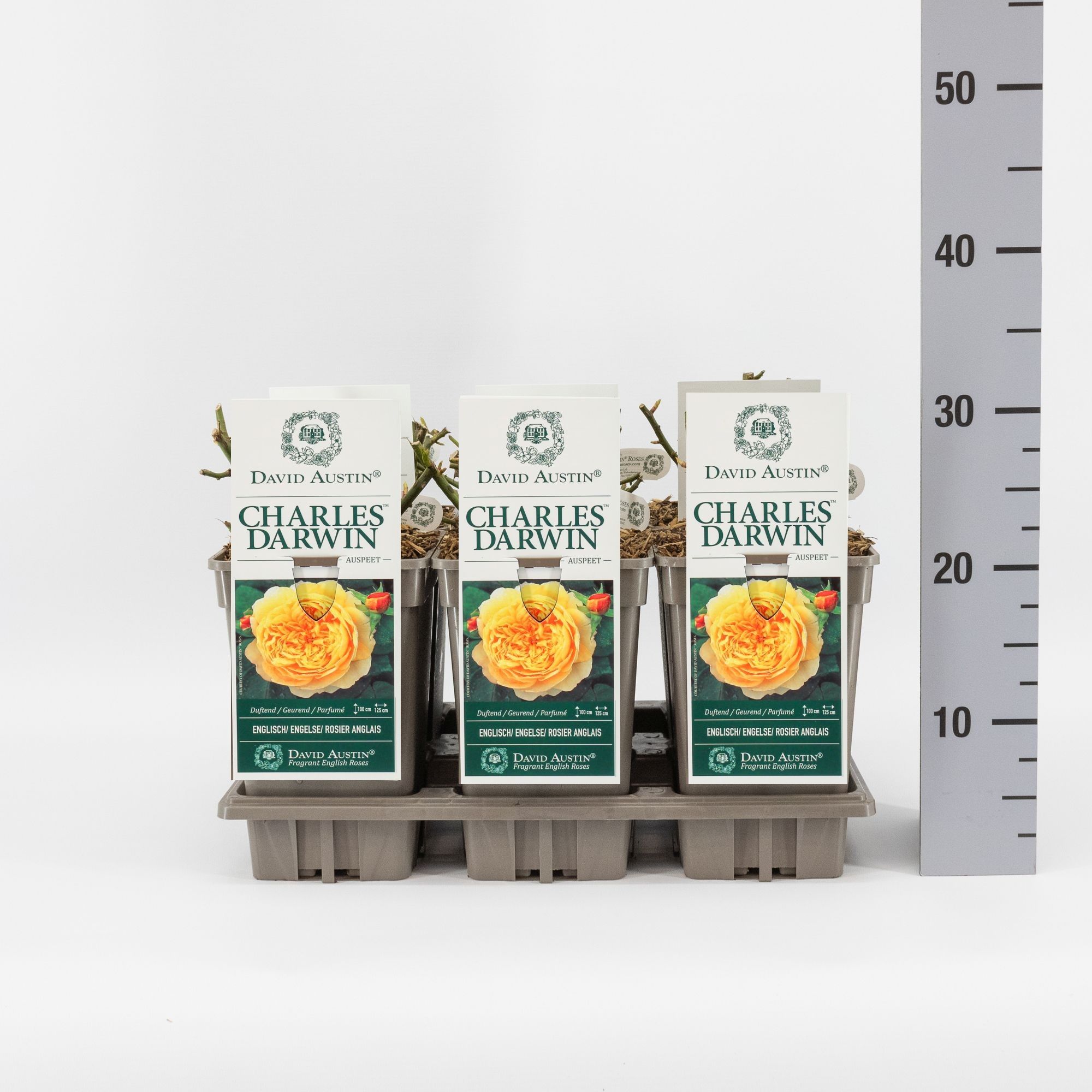 Rosa (Aus) Charles Darwin ®, C3, D 17 cm