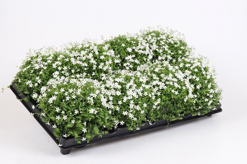 ISOTOMA AXILLARIS ' WHITE STARS®', D 12 cm