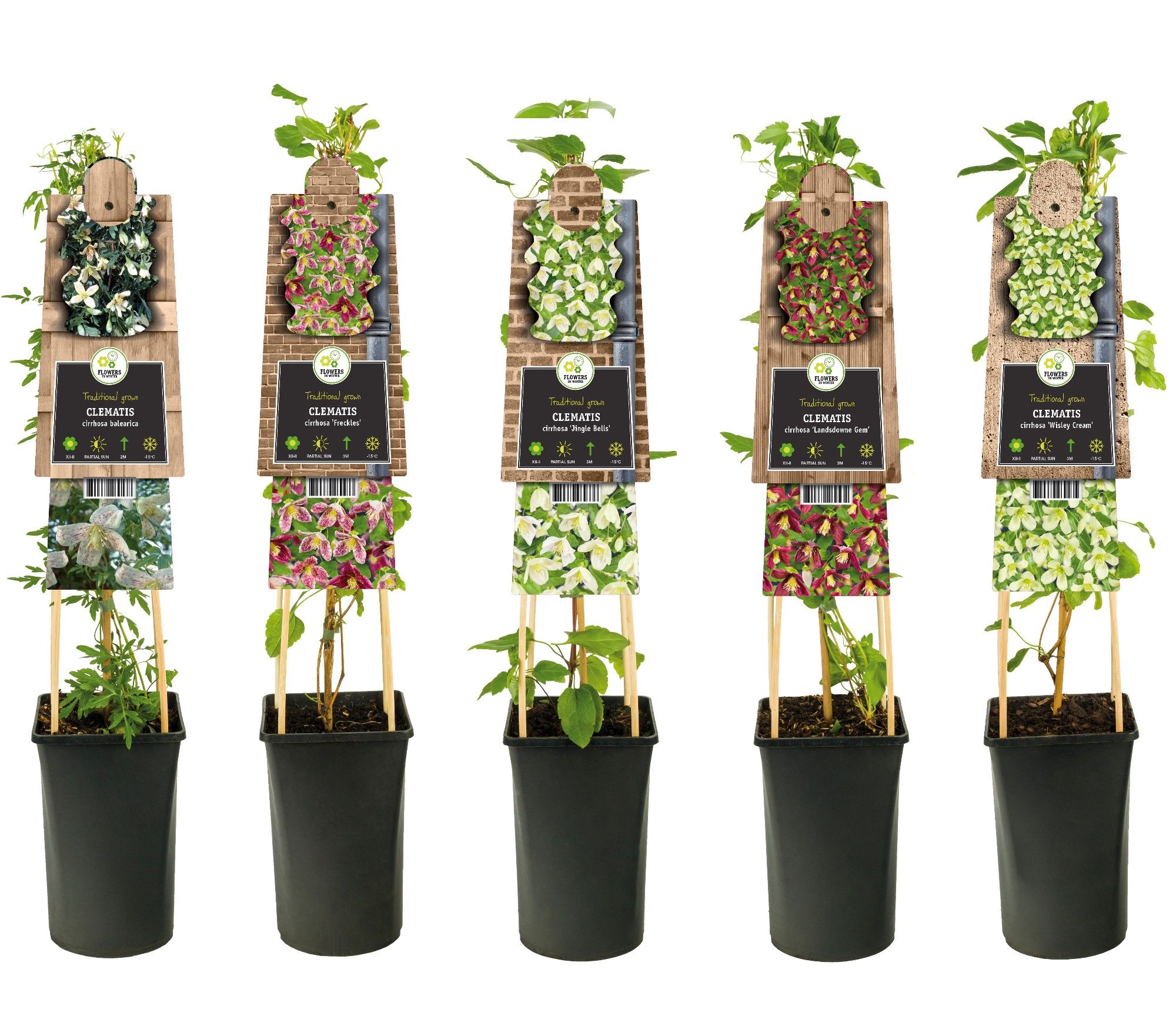 Mixshelf Clematis Cirrhosa +3.0 label, D 17 cm