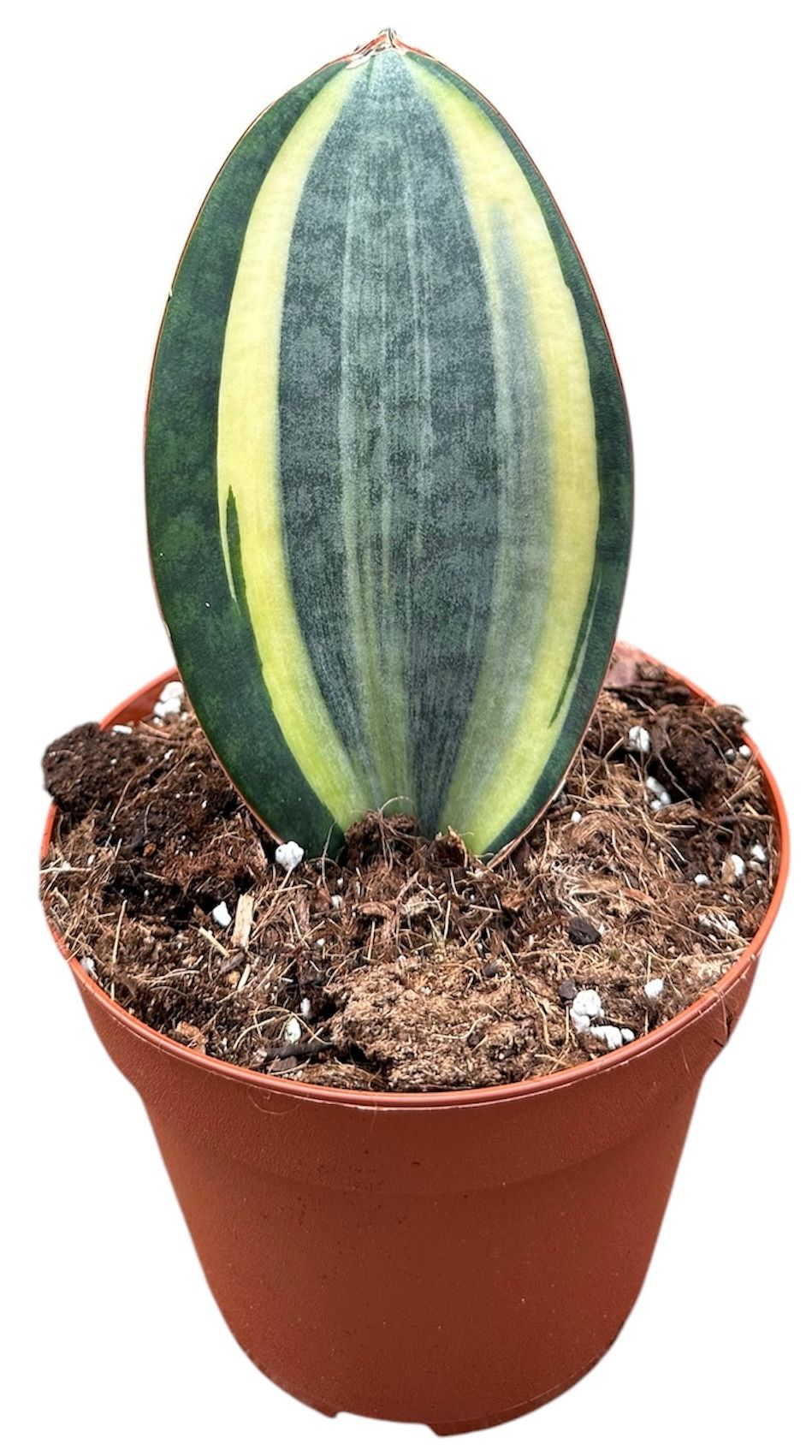 Sansevieria Masoniana, D 14