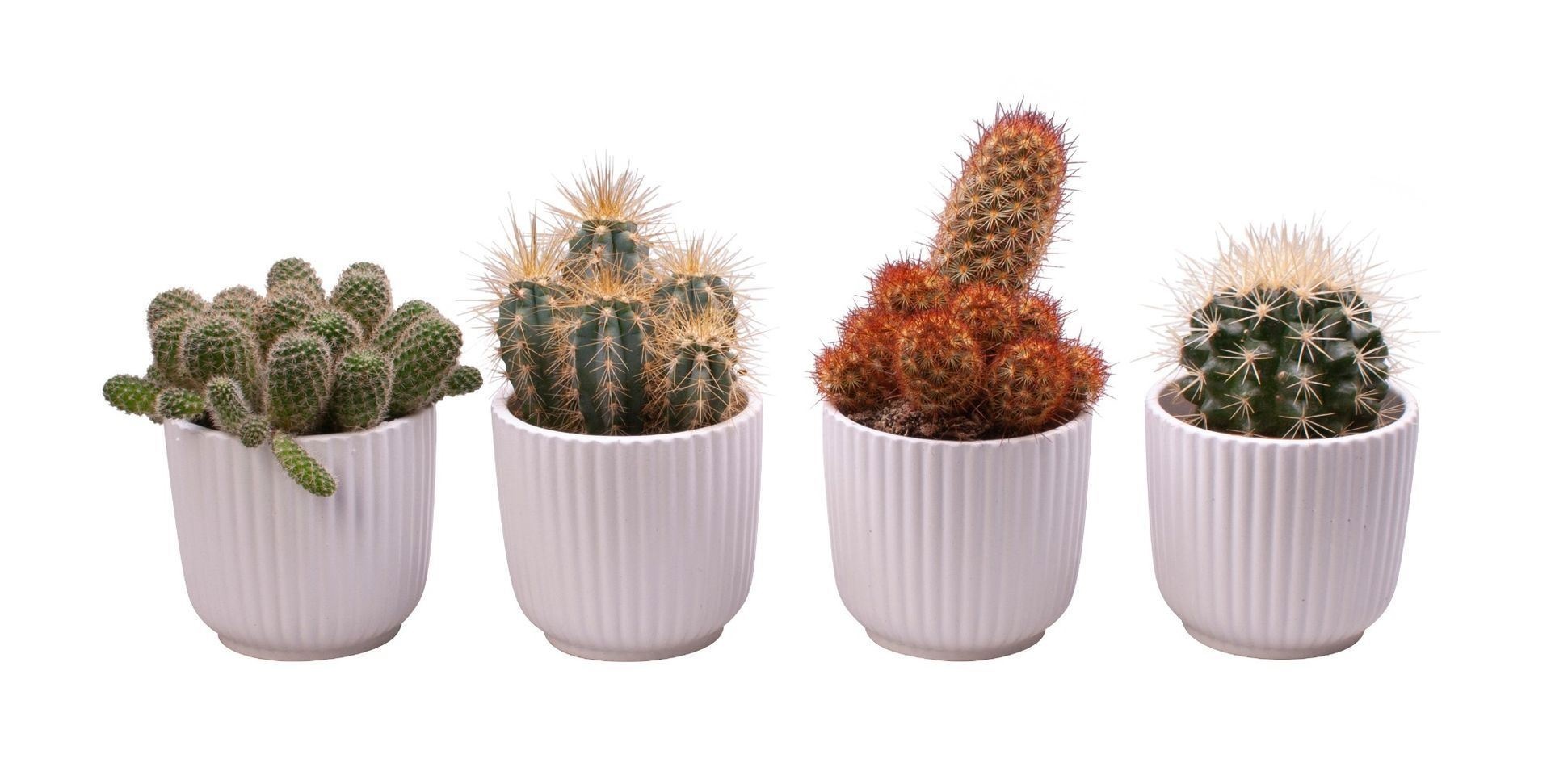 L 65586 with Cactus Mix, D 6