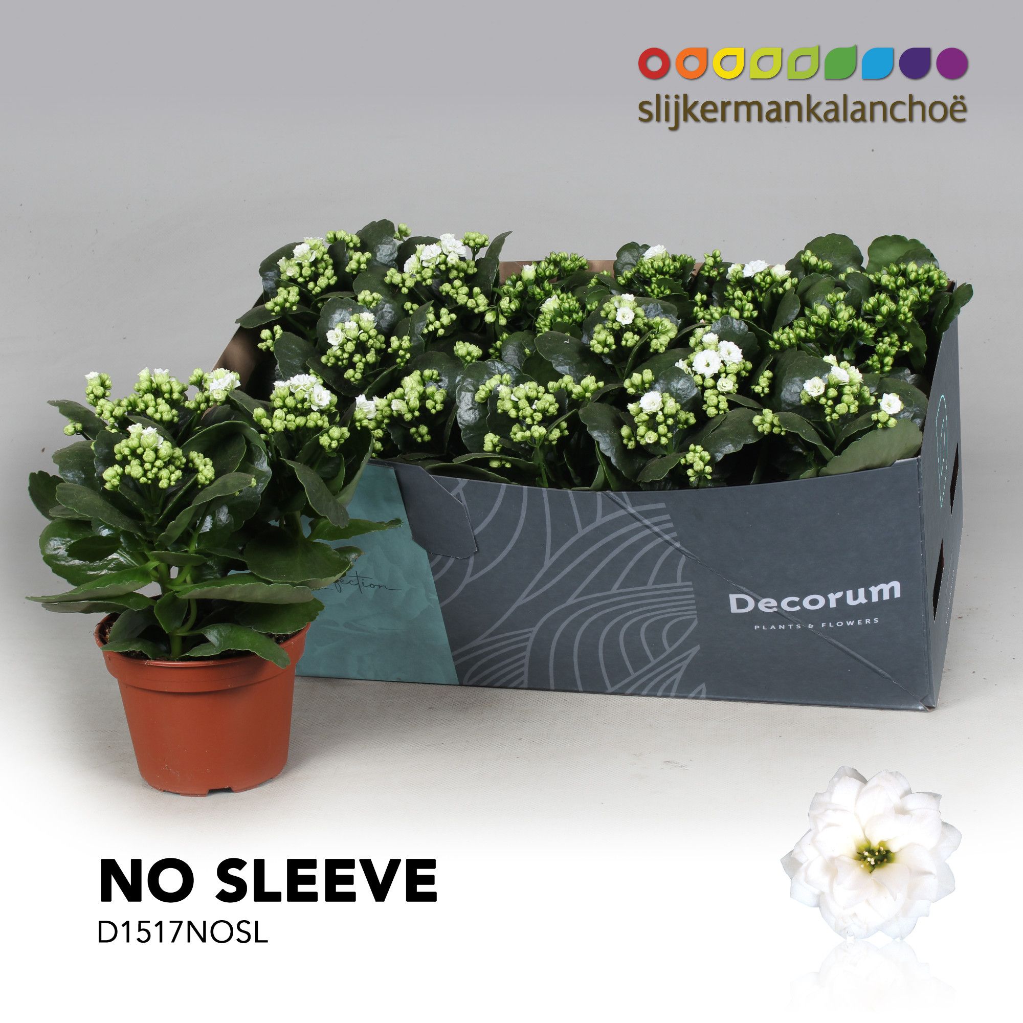 Kalanchoe No Sleeve - White, D 15
