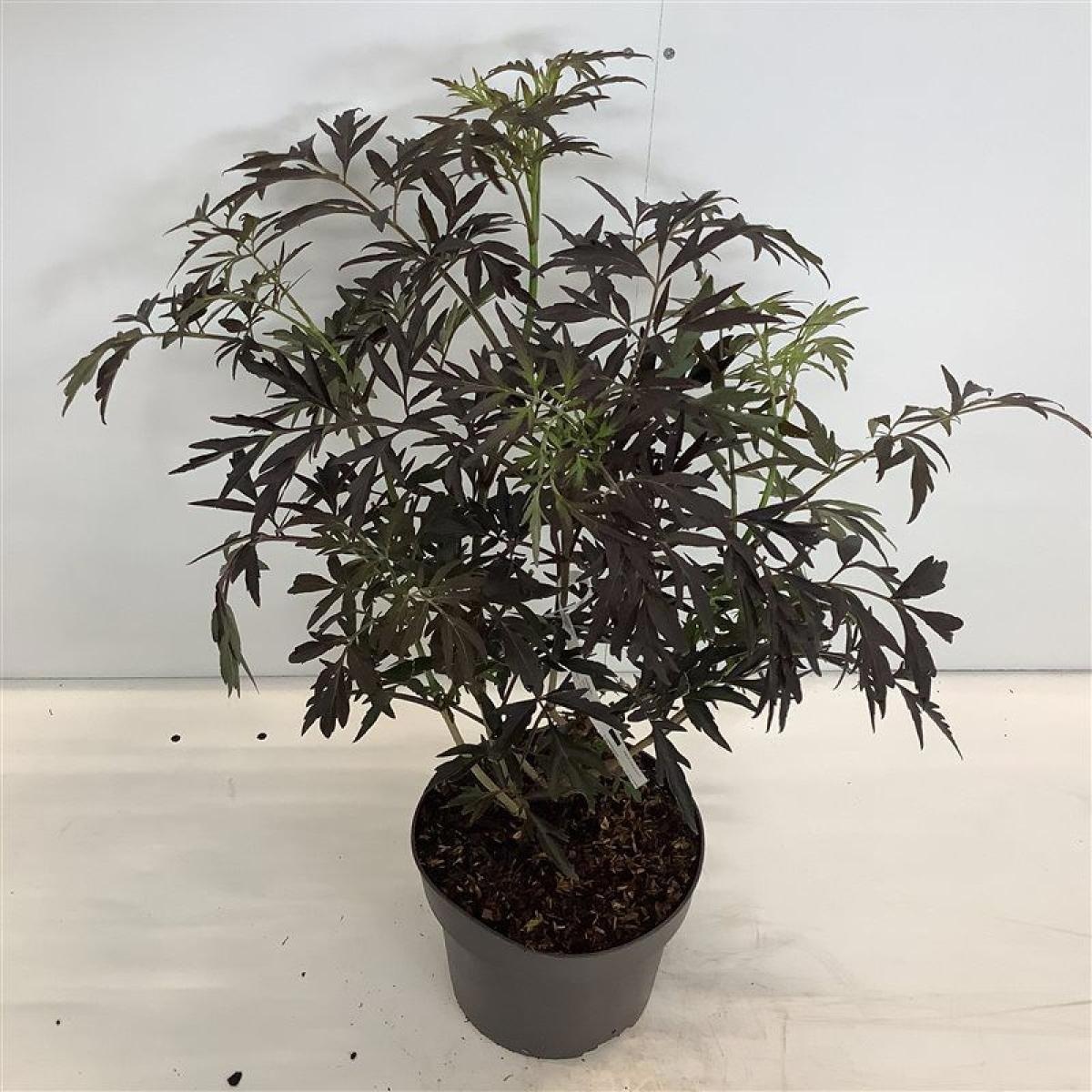 Sambucus nigra Black Lace, D 21 cm