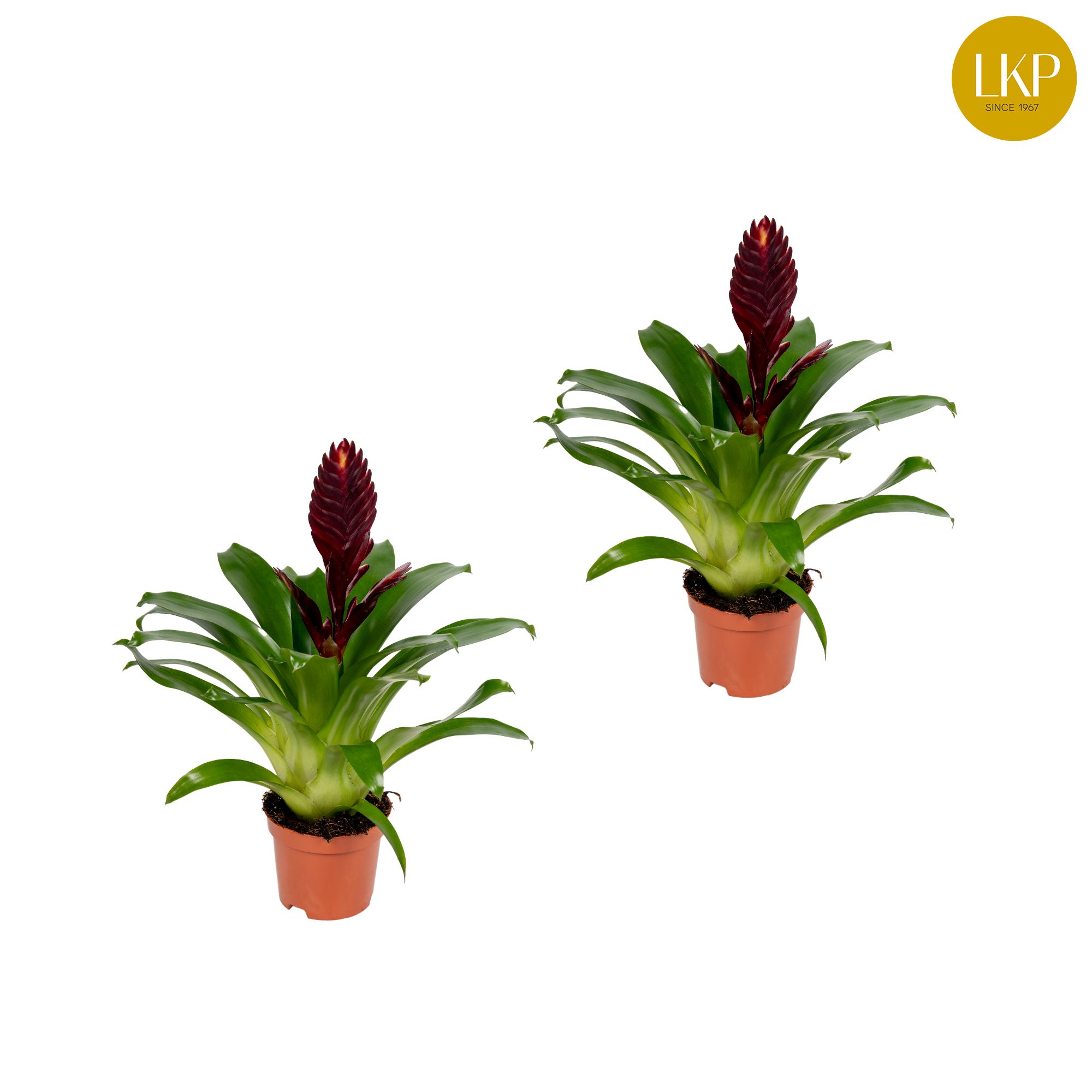 Vriesea Cathy Paars (Zonder Hoes), D 10,5