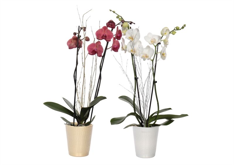 Zoe p12 dots gold/silver Phal mix 2T14+, D 12 cm