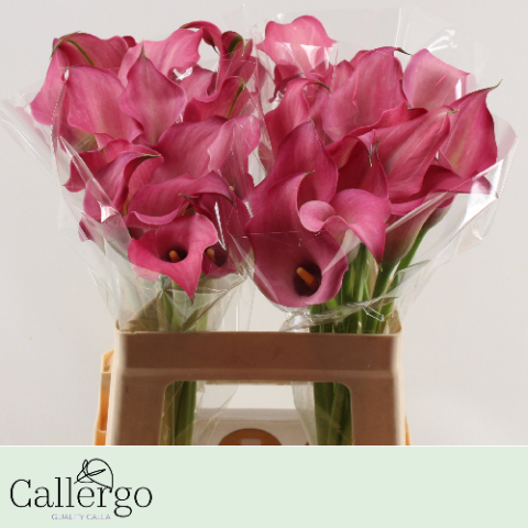 Калла Зазу 60, шт.