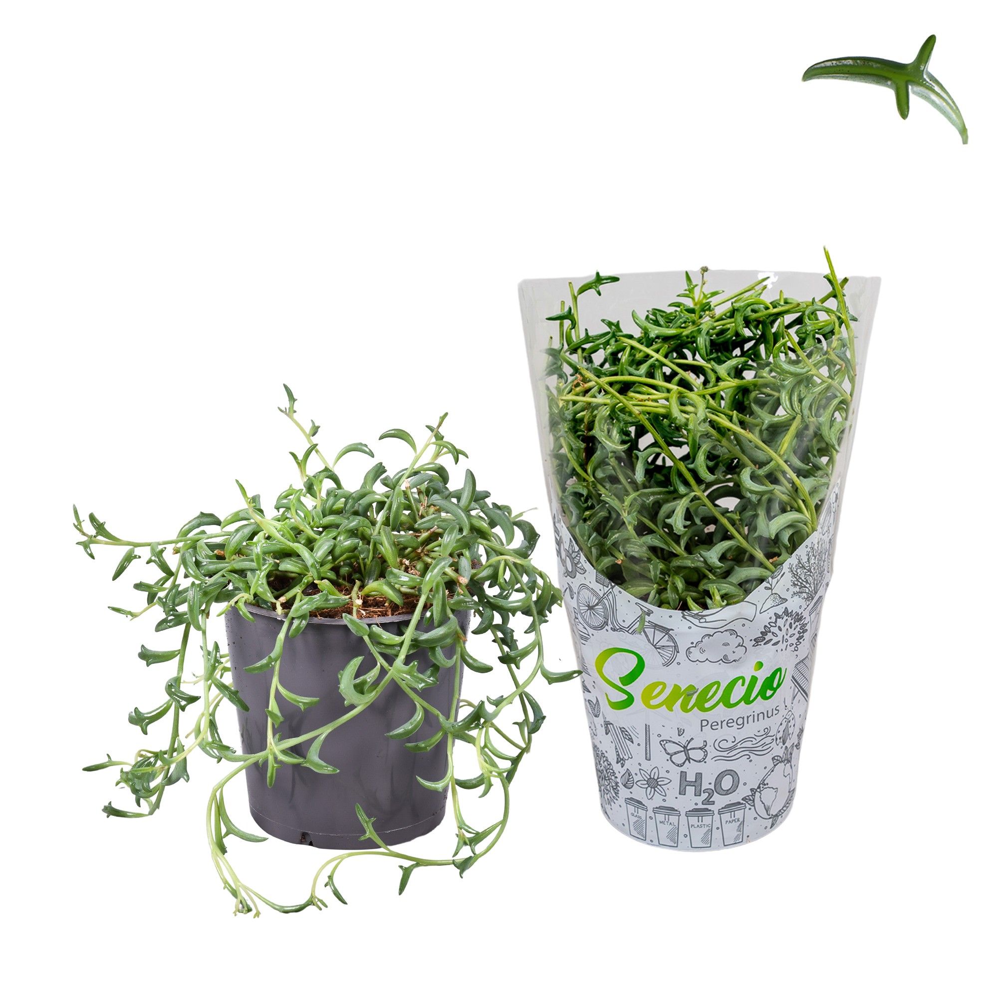 Senecio Peregrinus in H2O Hoes, D 12