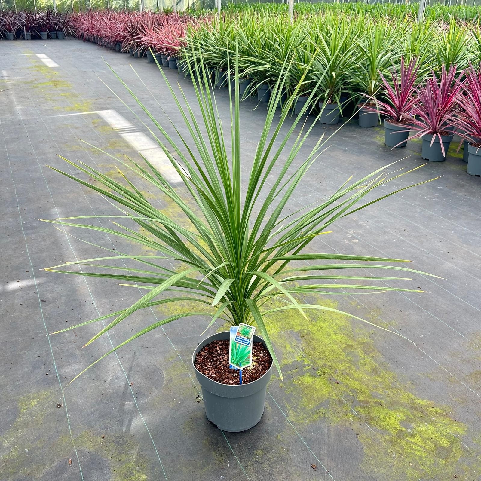 Cordyline australis 'Atlantic Green', D 32