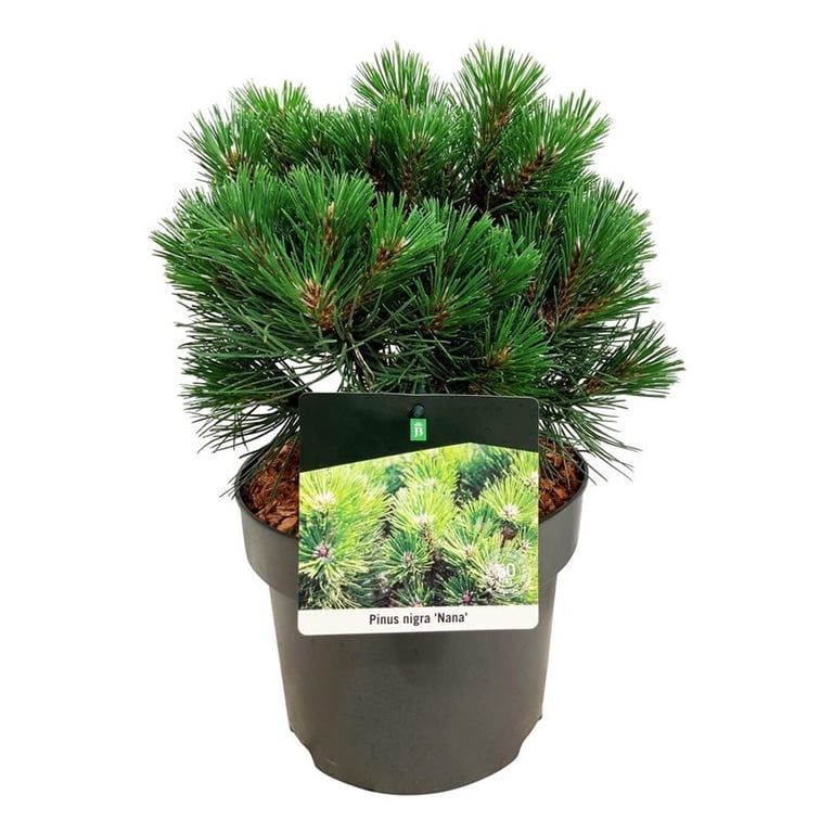Pinus nigra 'Nana', D 21