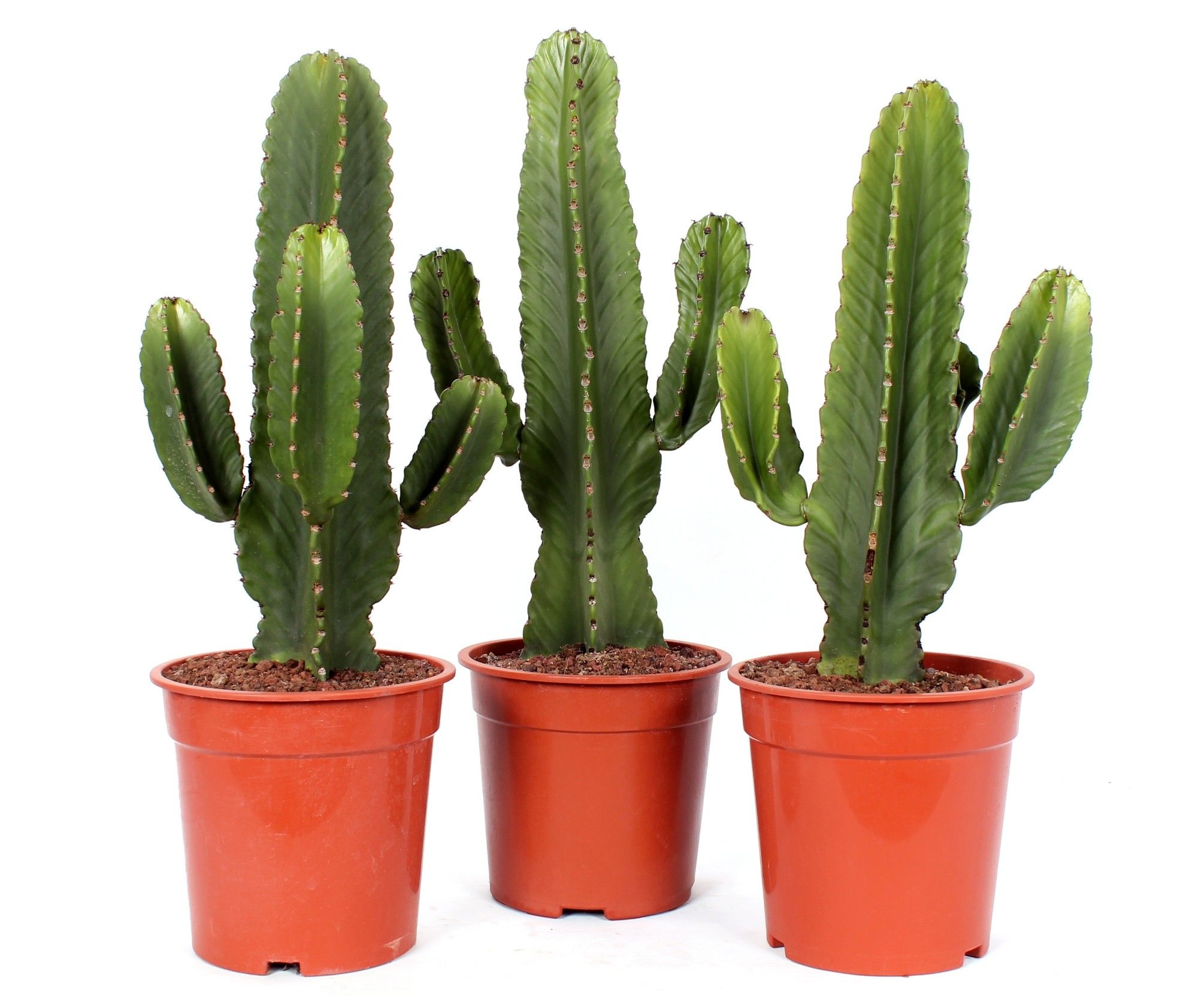 Euphorbia ingens canarias 21 cm, D 21 cm