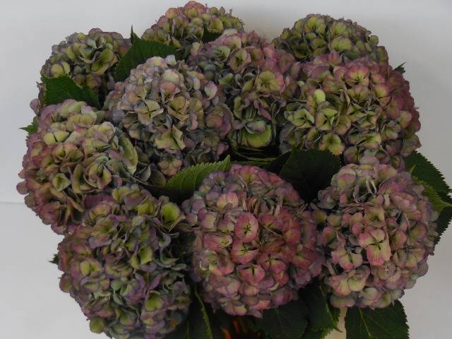 Гортензия Элбтал Классик 80, шт.