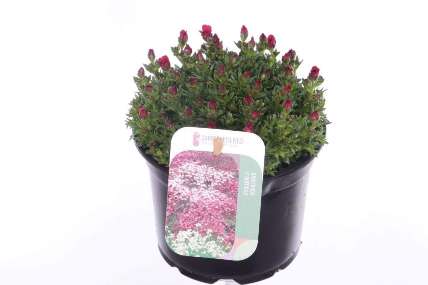 Saxifraga Touran Deep Red, D 13
