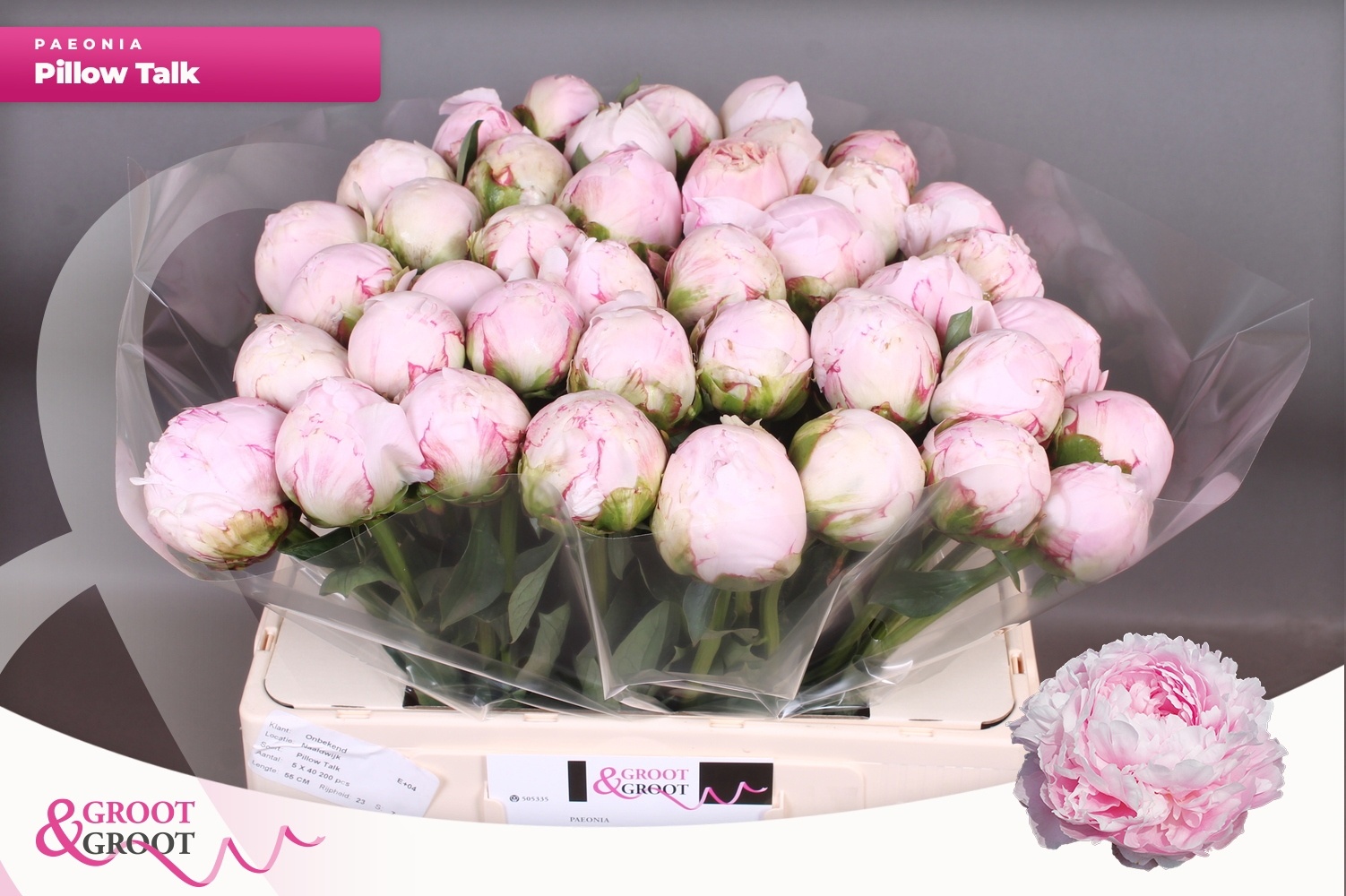 Пион Пиллоу Ток 55, шт.