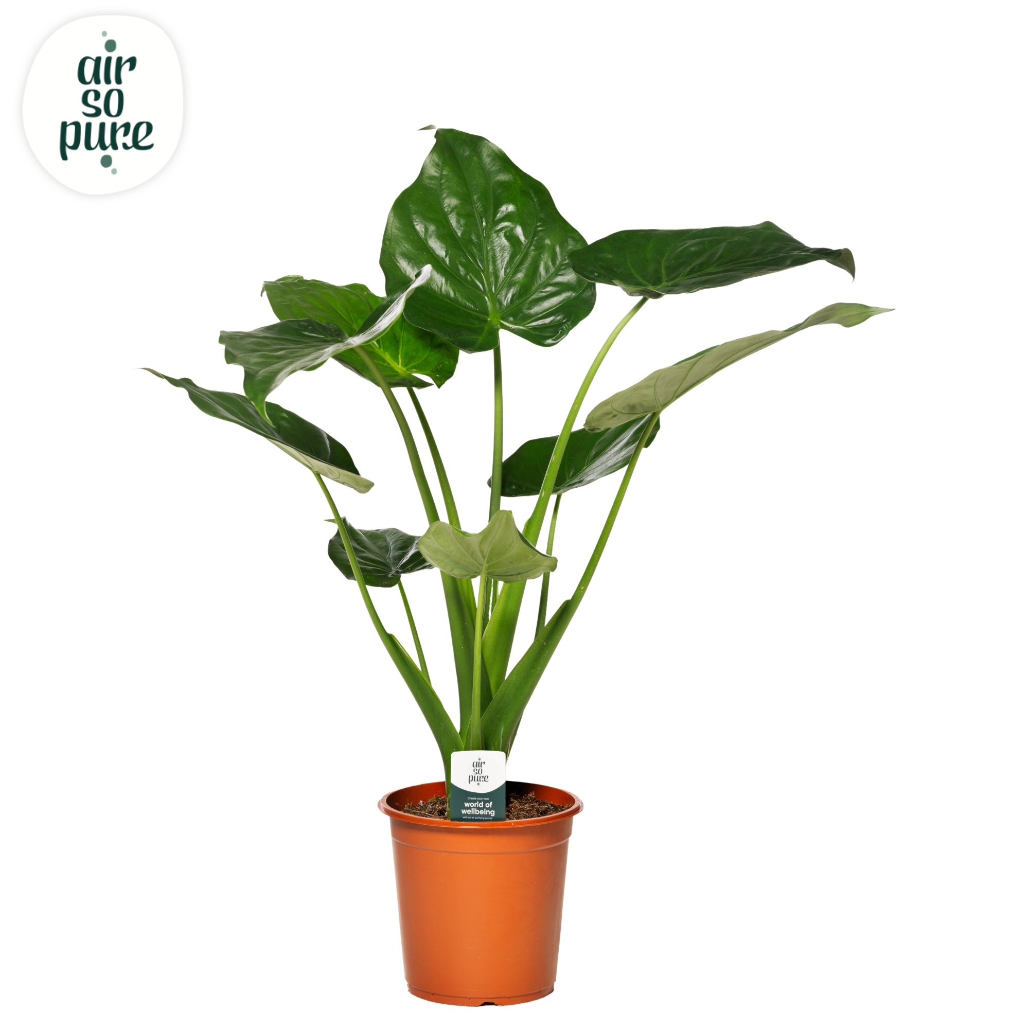 Alocasia Cucullata p21 (Air so Pure), D 21