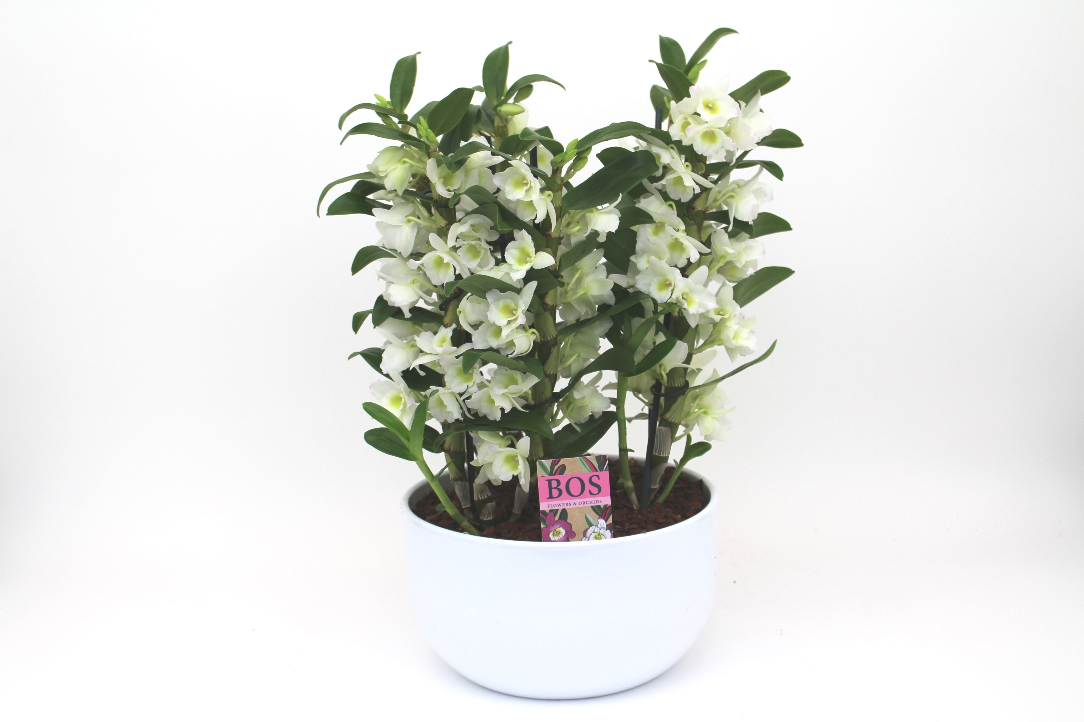 Dendrobium Nobilé, Apollon '6-tak Scale', D 26 cm Dendrobium Nobilé, Apollon '6-tak Scale', D 26 cm