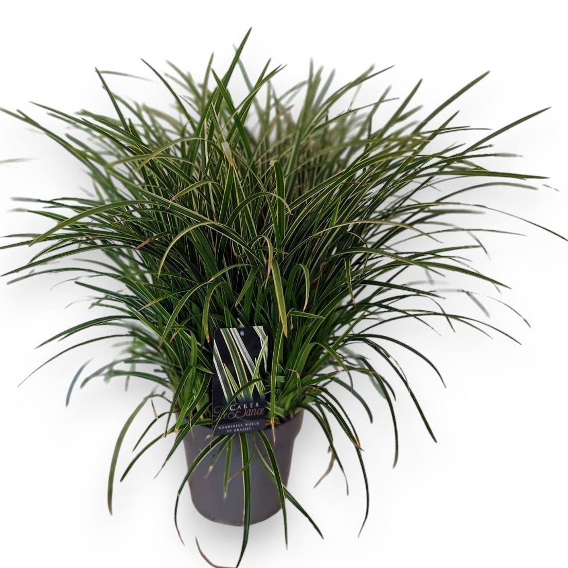 Carex morrowii 'Ice Dance' C5/P22, D 22 cm