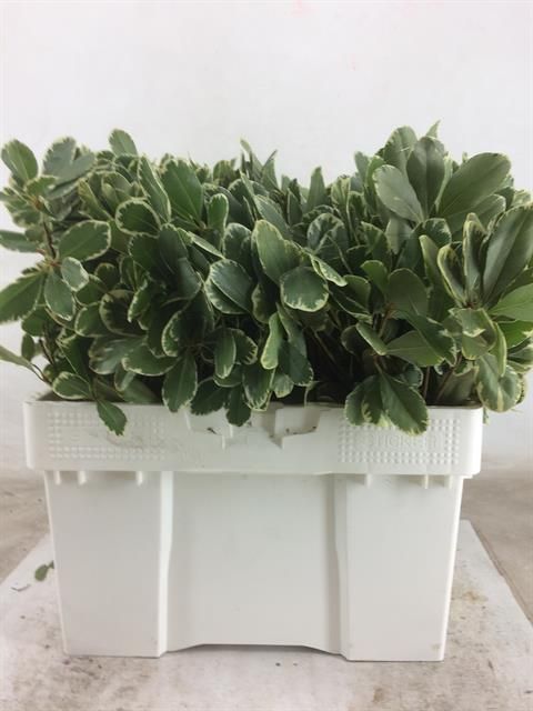 Питтоспорум Илан 45 (зелено-бел.), шт.