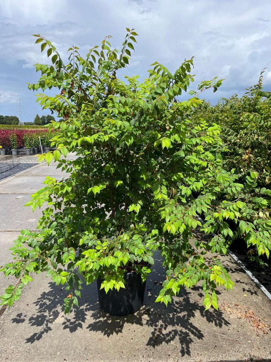 Zelkova serrata, D 50
