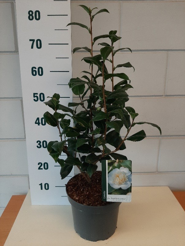 Camellia jap. Brushfield Yellow, D 23
