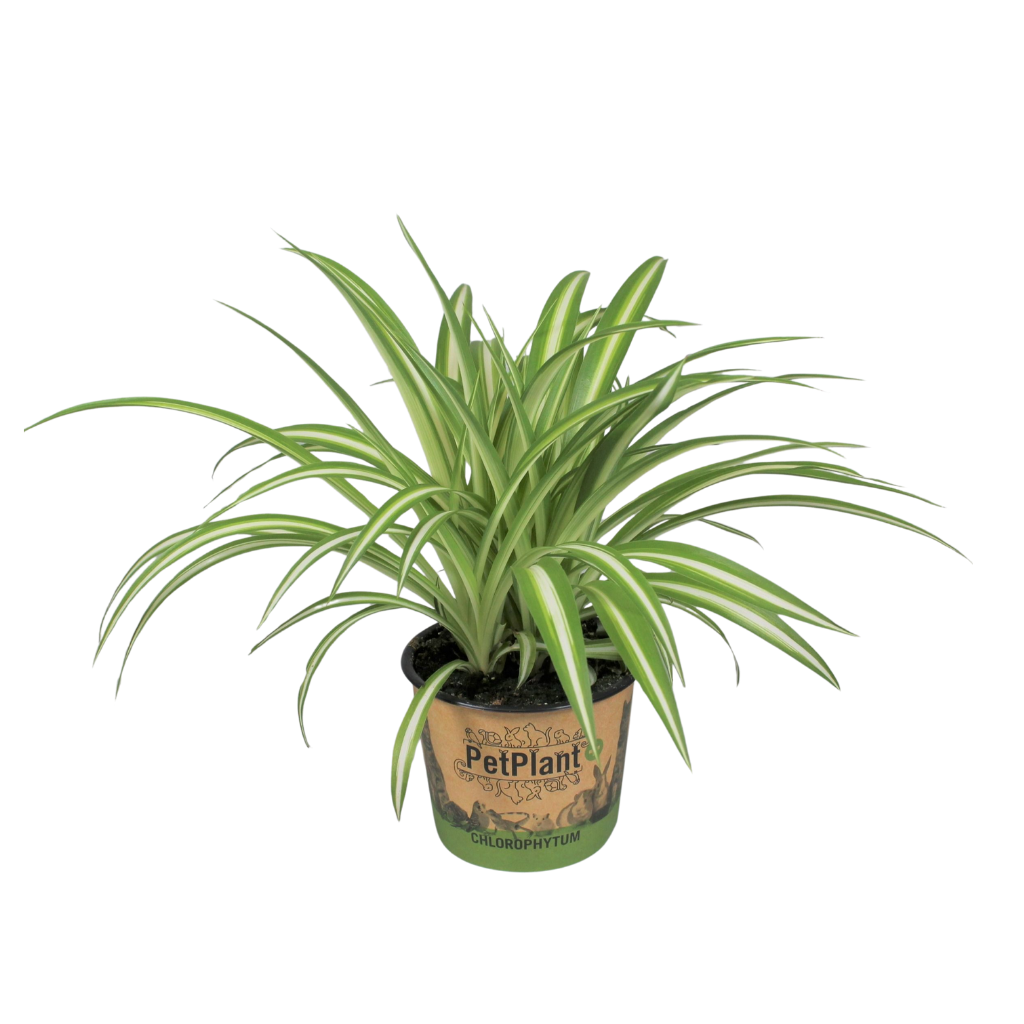 Chlorophytum comosum Variegatum PetPlant potcover, D 12