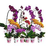 Орхидея фаленопсис микс 12 55-75 1 ствол 12 45