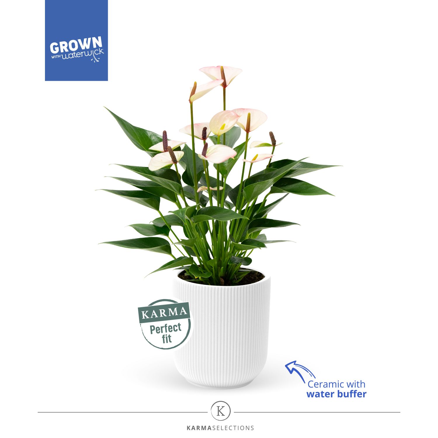 Mimesis Anthurium KARMA Lipa Mini - Atlanta White, D 12 cm