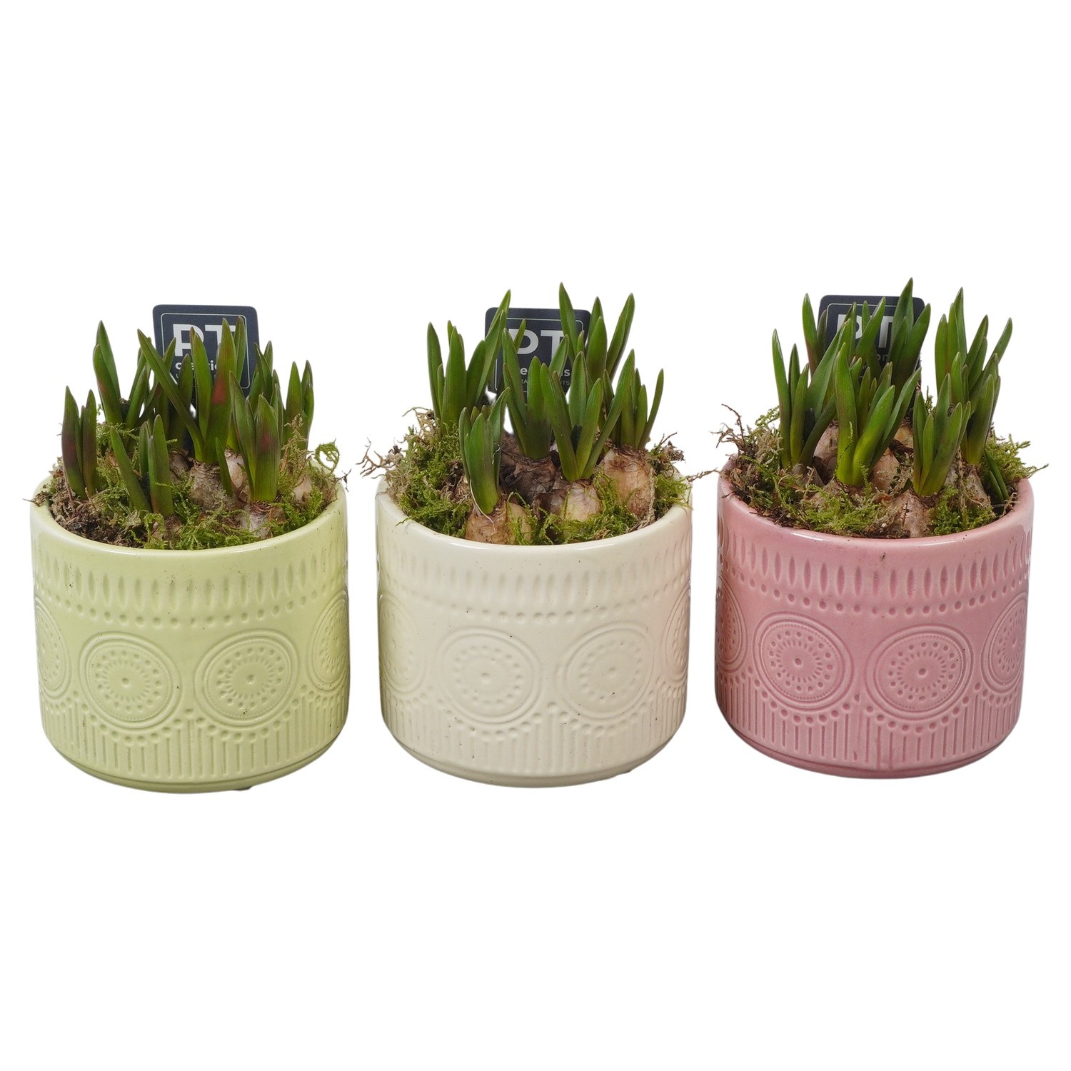 PTMB6304 Arrangement Muscari Blue in keramiek mix, D 10