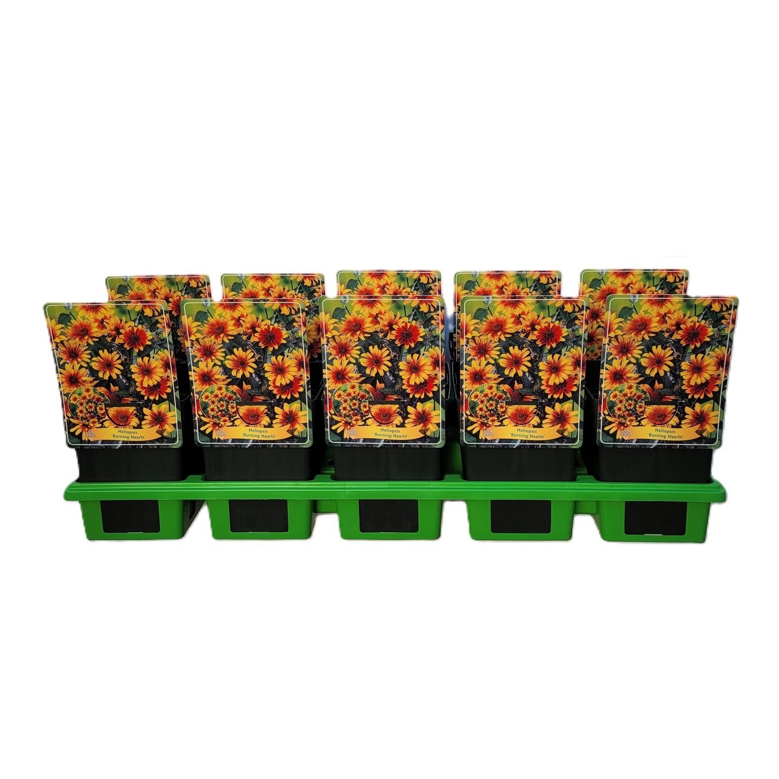 Heliopsis 'Burning Hearts' P11, D 11