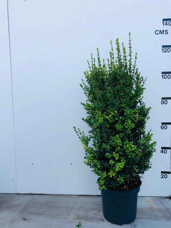 Buxus sempervirens, struik, D 30