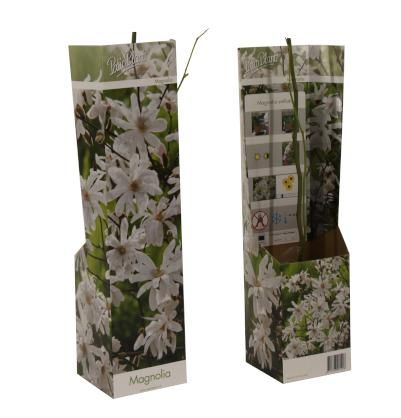 Magnolia stellata (wit), D 9