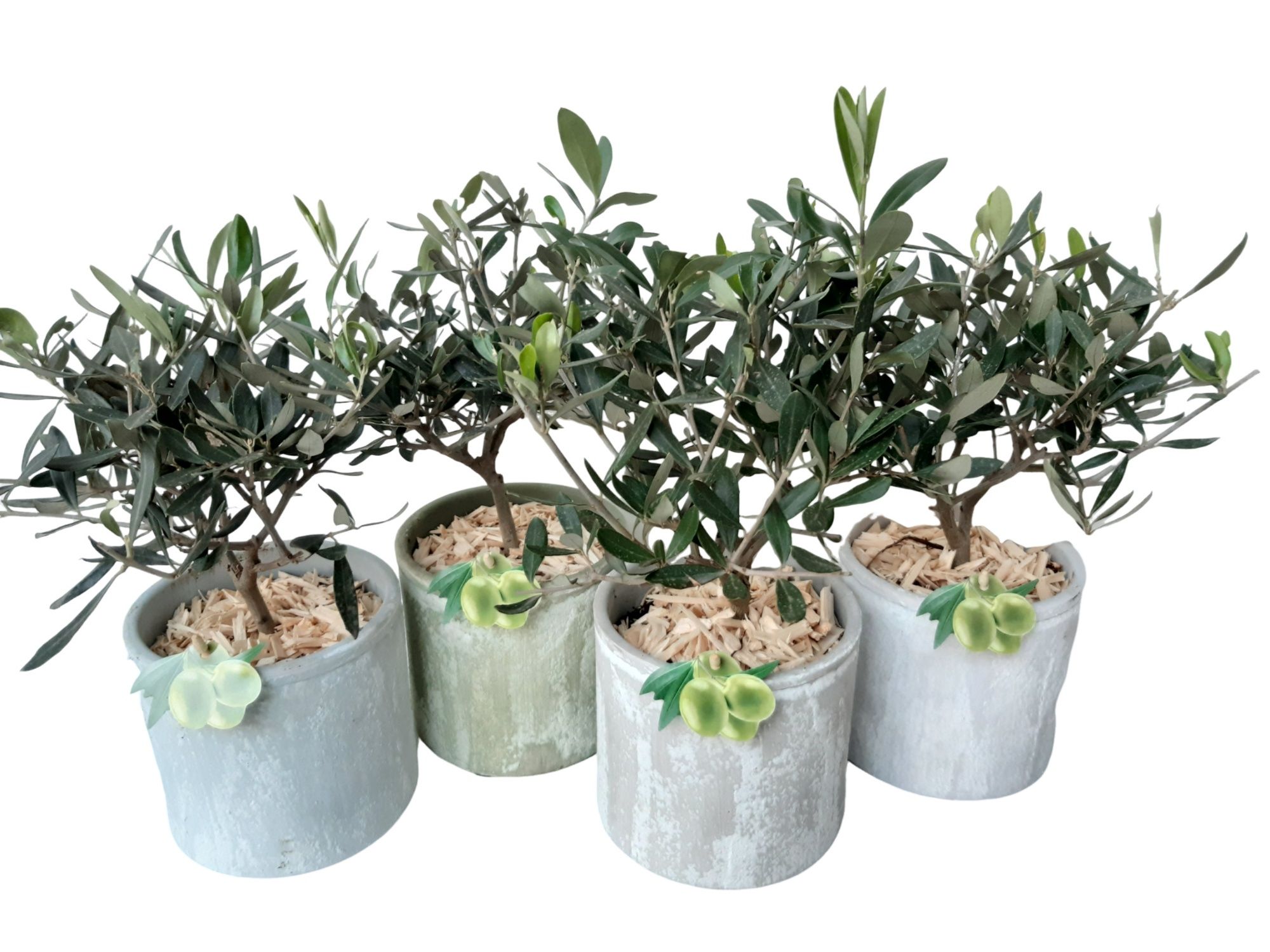 PP14MXOLE Handmade Ceramic 14cm Olea Europe Bush, D 14