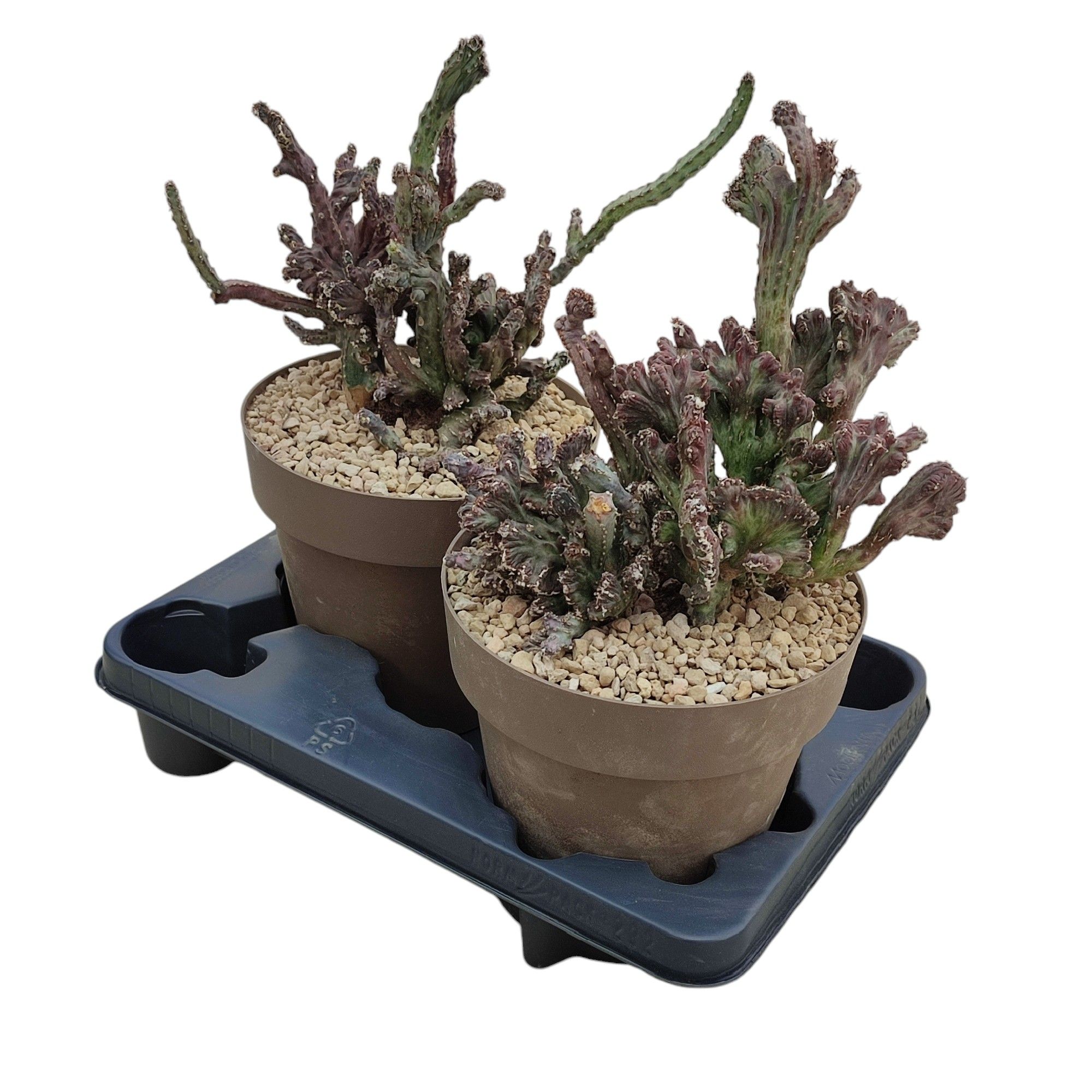 MONVILLEA SPEGAZZINII MOSTRUOSA CRESTATA - POT Ø 20 (CACTUS), D 20