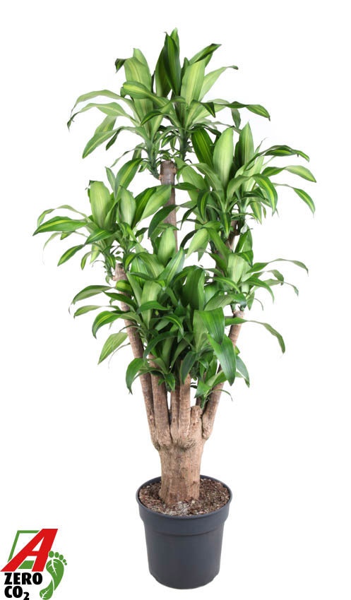 Massangeana vertakt P40 - 5ft, D 40