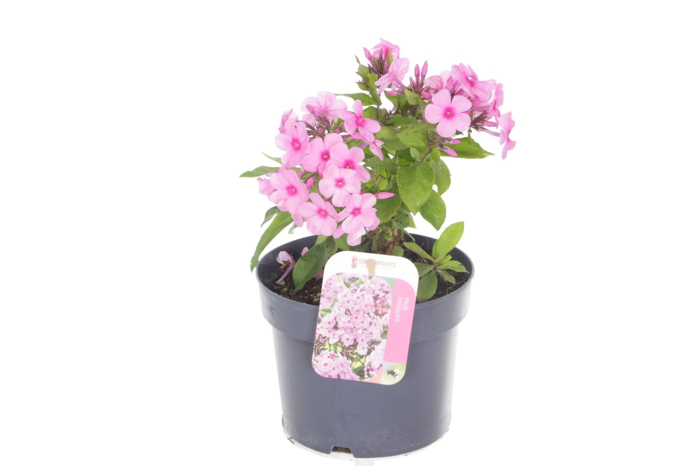Phlox paniculata Pink, D 17 cm