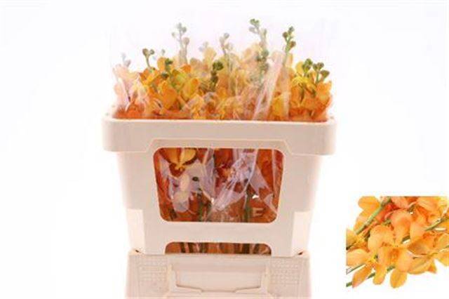 Дендробиум Овериг, шт.